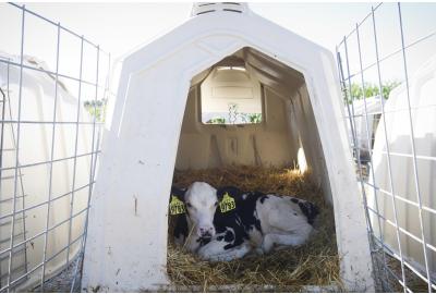 Optimizing the Efficacy of Fly Control in and around Calf Hutches in the U.S.