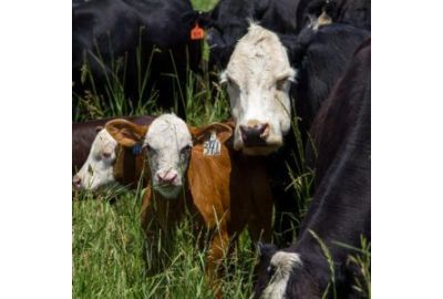 3 Tips for Reducing Weaning Stress in Calves