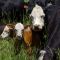 3 Tips for Reducing Weaning Stress in Calves