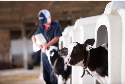 When do my beef calves need a colostrum product?
