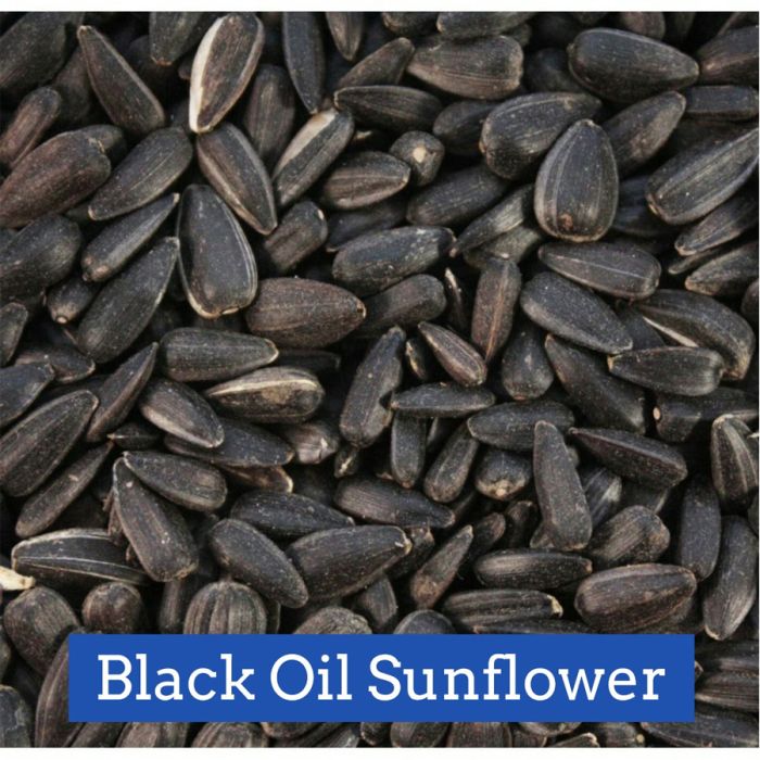 Snow Country Black Oil Sunflowers [25 lb]