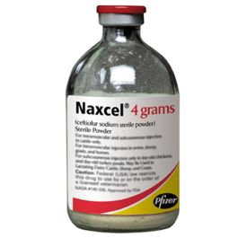 Naxcel [4GM]