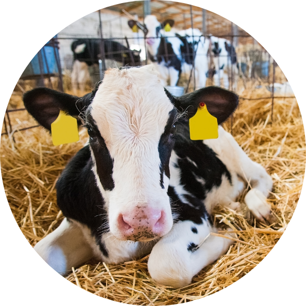 Calf Health