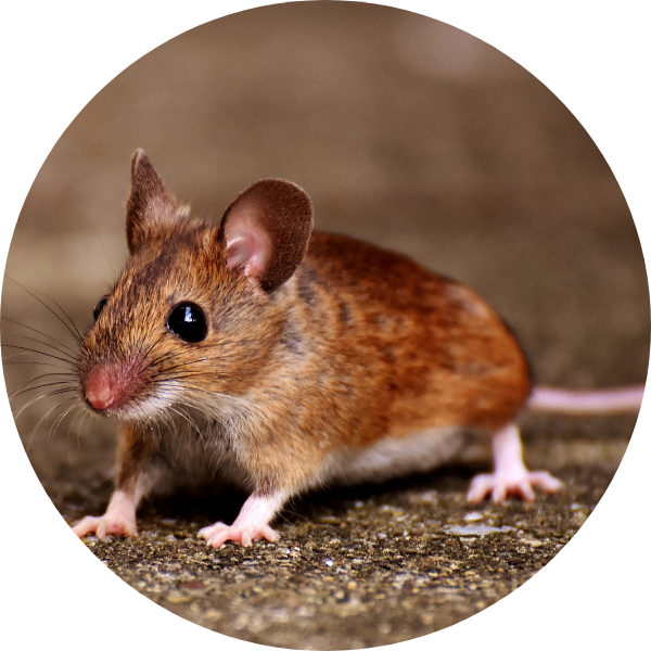 Pest Rodent Defense