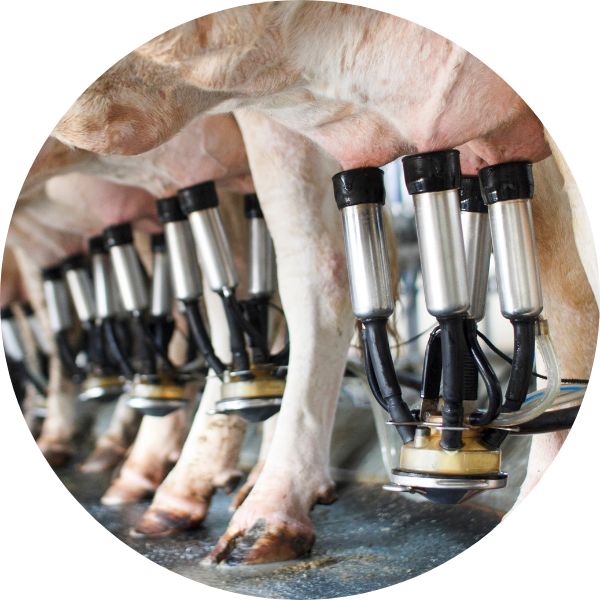 Fresh Cow Support