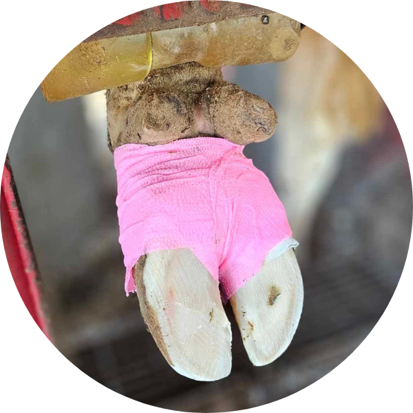 Hoof & Leg Care