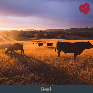 Beef cattle