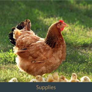 Poultry | Armor Animal Health