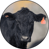 beef