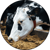 dairy