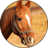 equine