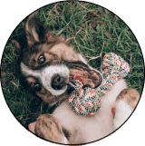 pets
