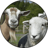 goat-sheep