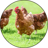 poultry